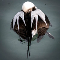 Wineglass Form: Long-Tailed Duck and Connie's Tea