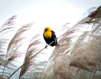 Yellow-Headed Blackbird - Egger's Woods