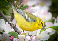 Montrose Birding 4-29-17