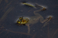 Frog Eyes!
