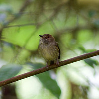 Panama Birds 12-09