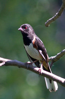 eastern towhee vert crop_0690 srgb