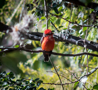 Vermillion Flycatcher