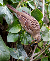 Golden-Crowned Sparrow