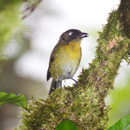 male common bush tanager