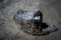 Beach Denizen