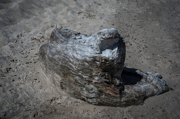 Beach Denizen