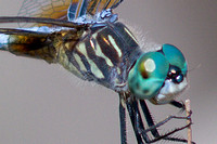 Transparent Dragonfly Sideview 0644 crop