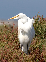 Great Egret_1954.jpg