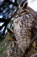 Long-Eared Owls 12-29-07