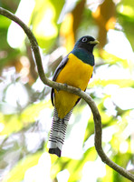 black-throated trogon