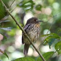 white-whiskered puffbird