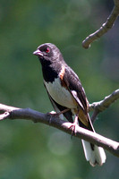 eastern towhee vert crop_0690.jpg