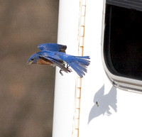 Battling Bluebirds