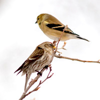 Redpoll  &amp; Goldfinch