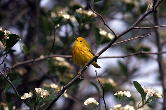 Yellow warbler 24