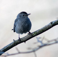 Grey Catbird