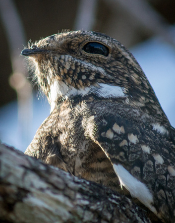 Lesser Nighthawk