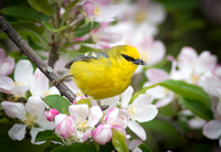 Blue WInged Warbler