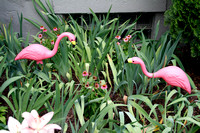 Larrys Garden-6766.jpg