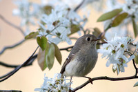 Cowles Bog Birding 5-3-20