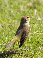 Palm Warbler_9310.jpg