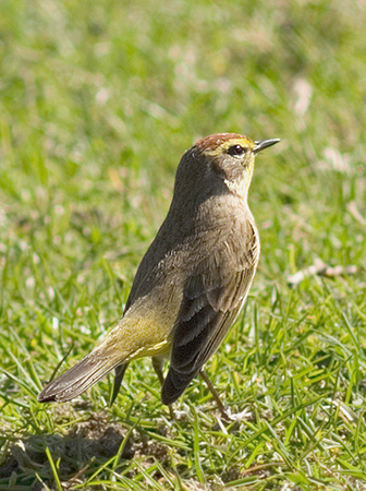 Palm Warbler_9310.jpg