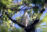 Black-crowned Heron from below