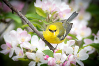 Blue WInged Warbler