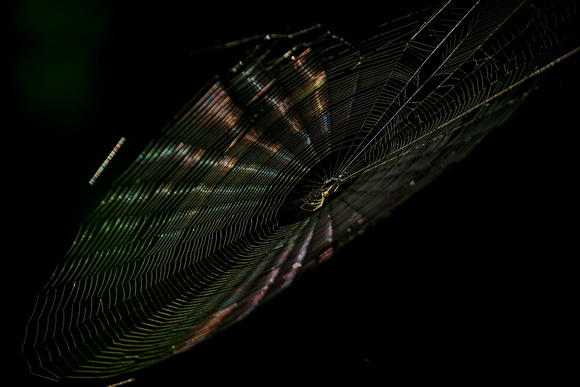 Web