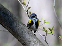 Yellow-rumped Warbler