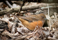 Eastern Towhee (female)