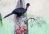 Crested Guan on Palm