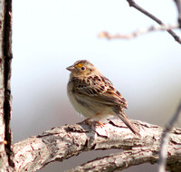 Le Conte's Sparrow-6140.jpg