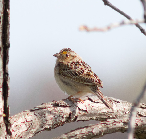 Le Conte's Sparrow-6140.jpg