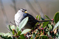 White-Crowned Sparrow