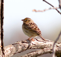 Le Conte's Sparrow