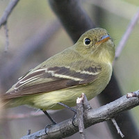 Yellow-Bellied Flycatcher