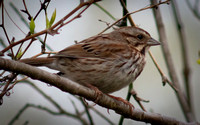 Song Sparrow