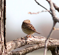 Le Conte's Sparrow-6125.jpg