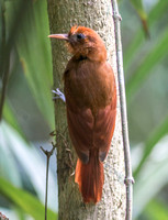 Ruddy Woodcreeper