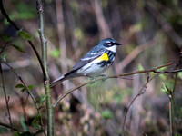 Yellow-rumped Warbler