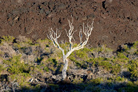 Tree, Lava, Filtered Light