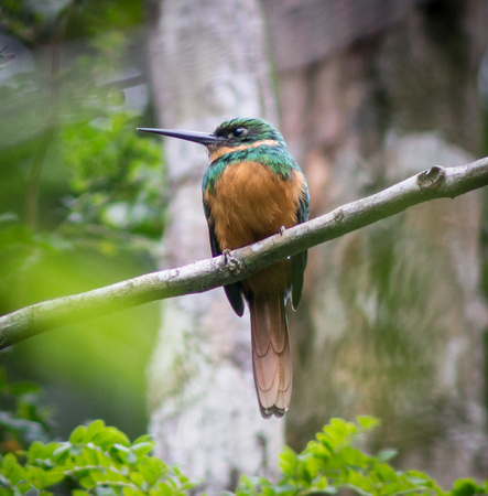 Female Rufus-Tailed Jacamar