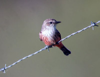 Female Vermillion Flycatcher