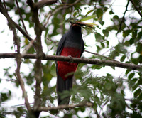 Slaty-Tailed Trogon Eating Grasshopper