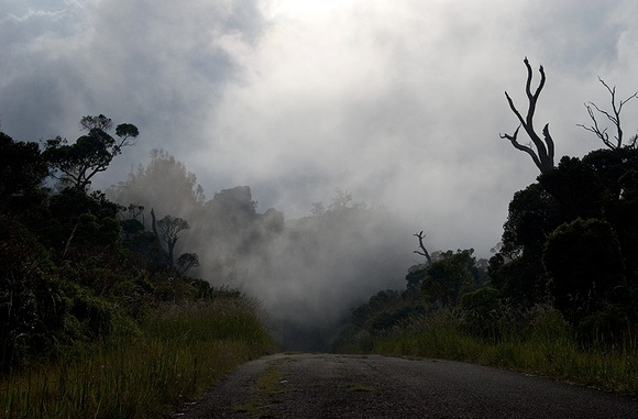 Waimea Fog