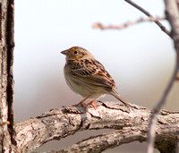 Le Conte's Sparrow-6134.jpg