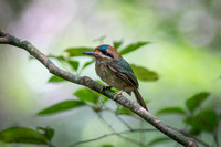 Toady Motmot