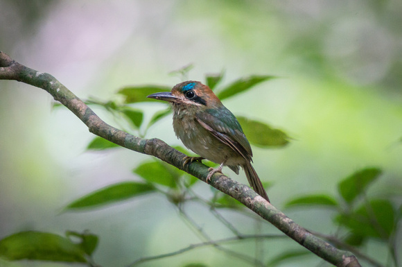 Toady Motmot